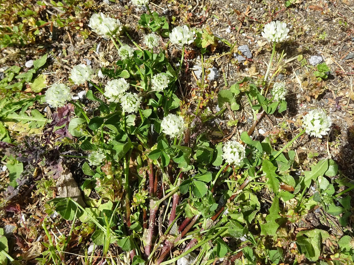 Trifolium occidentale (Fabaceae)